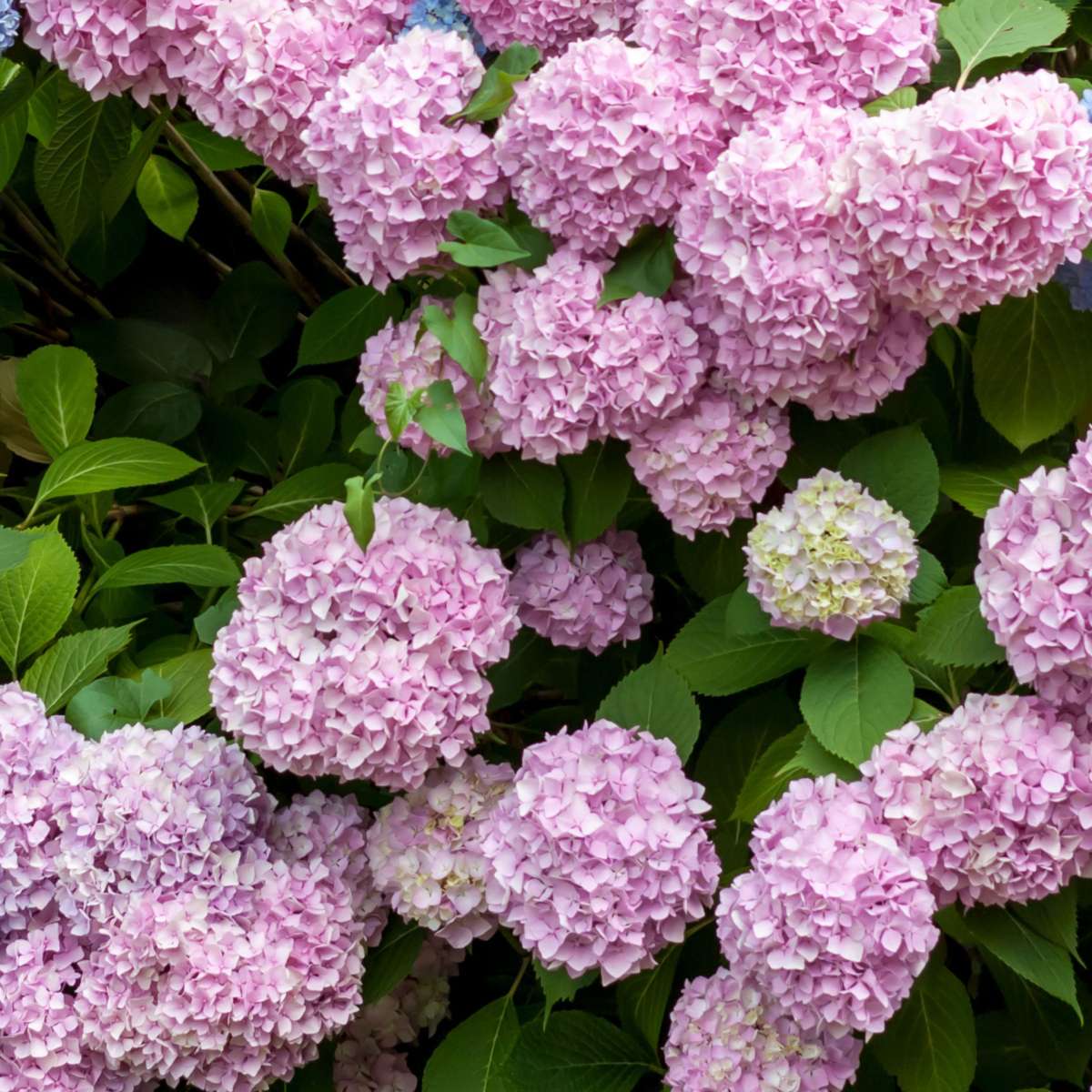 Hortensientheke - 6er-Mix - Hortensie