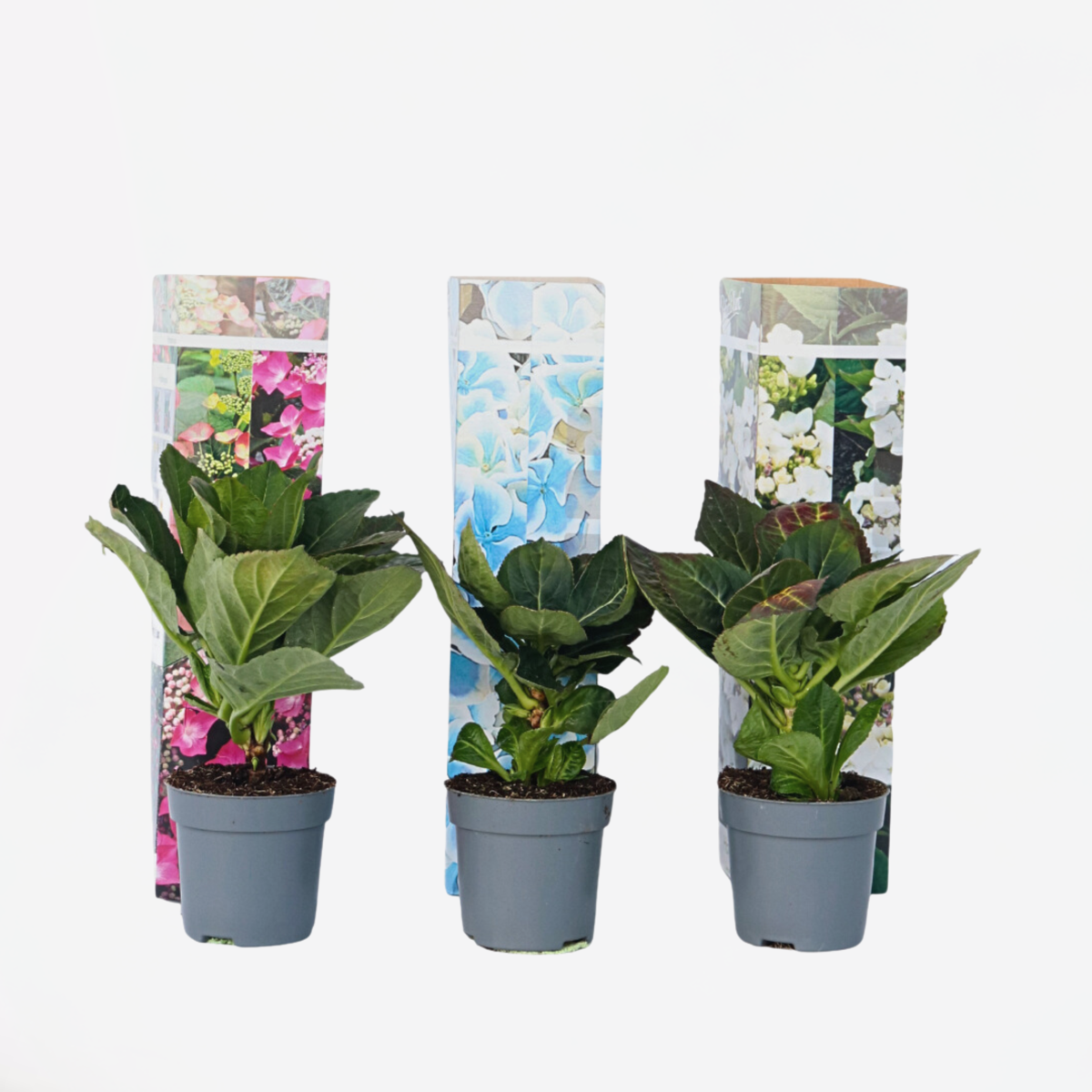 Hortensientheke - 3er-Mix - Hortensie