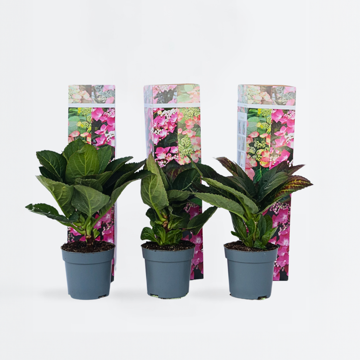 Hortensie „Teller“ – 6er-Set – Rosa – Hortensie