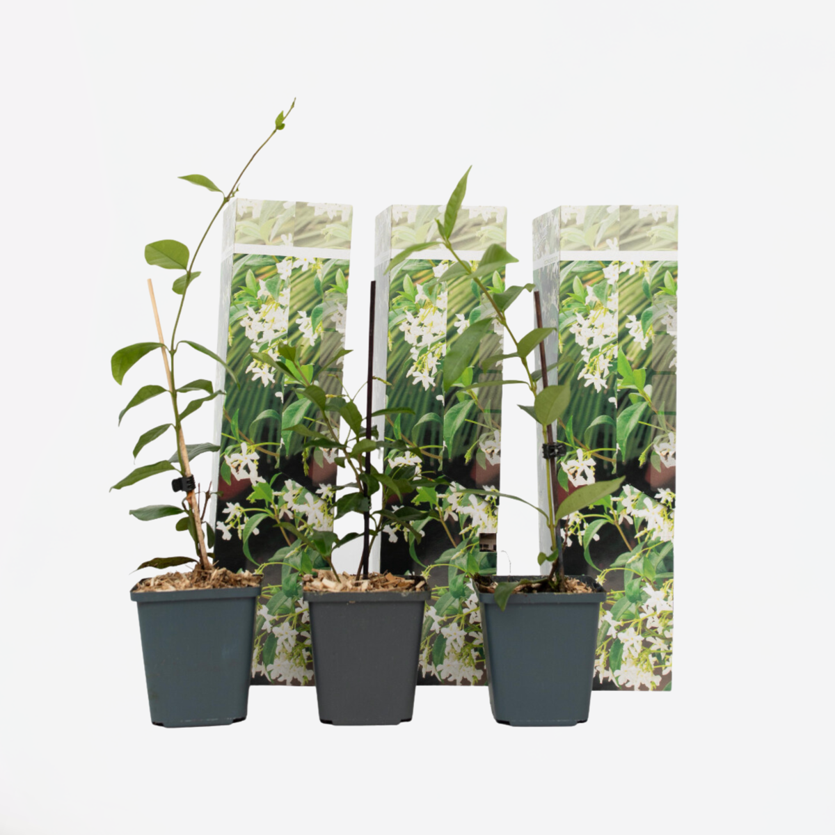 Toscaanse Jasmijn - Set van 3 - Wit