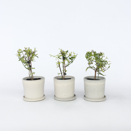 Jasmin „Sommerduft“ – 3er-Set – Rosa