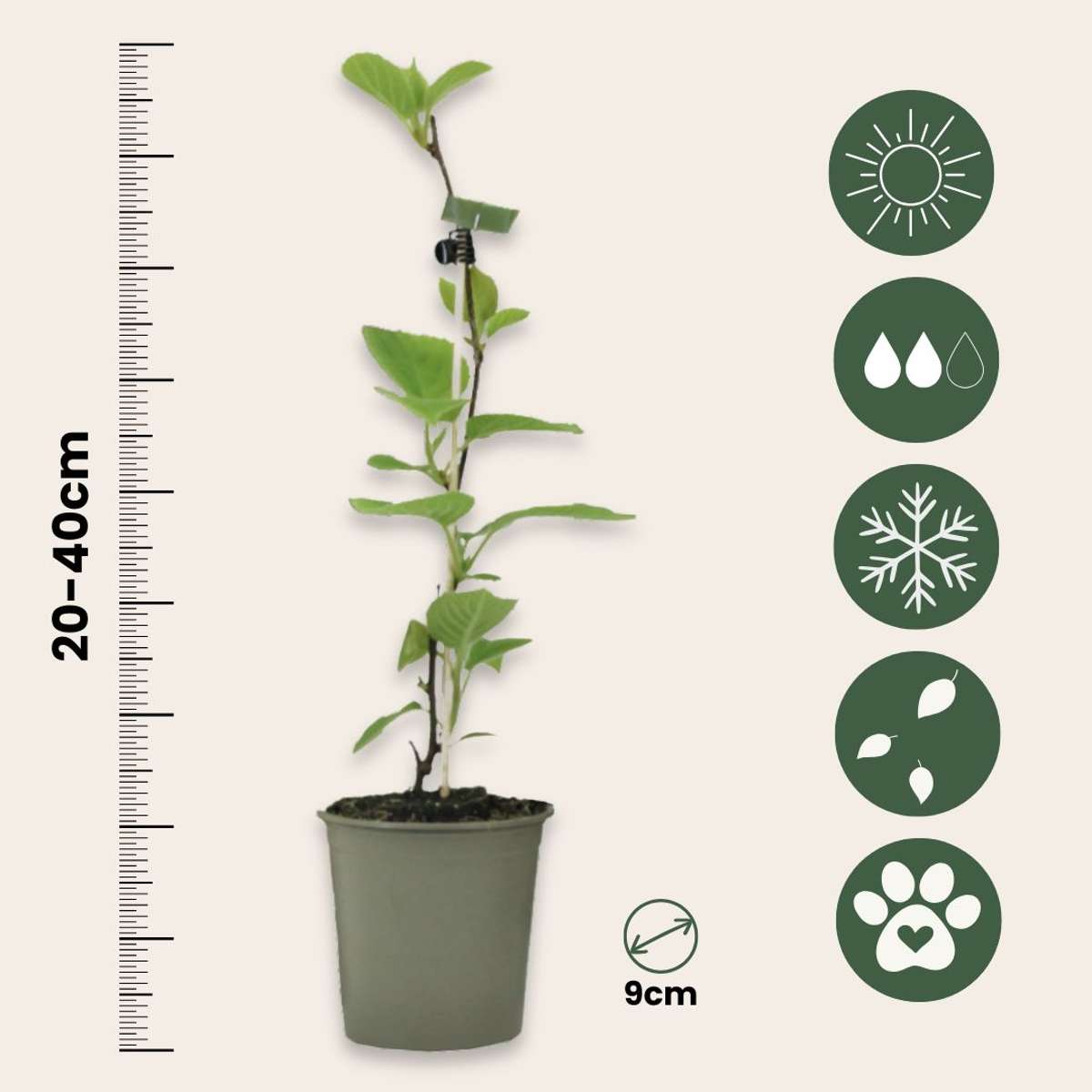 Kiwi Actinidia 'Jenny' - Set van 6 - Kiwiplanten