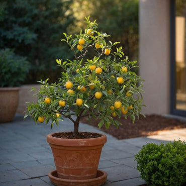 Mediterrane Obstbäume - 4er-Set