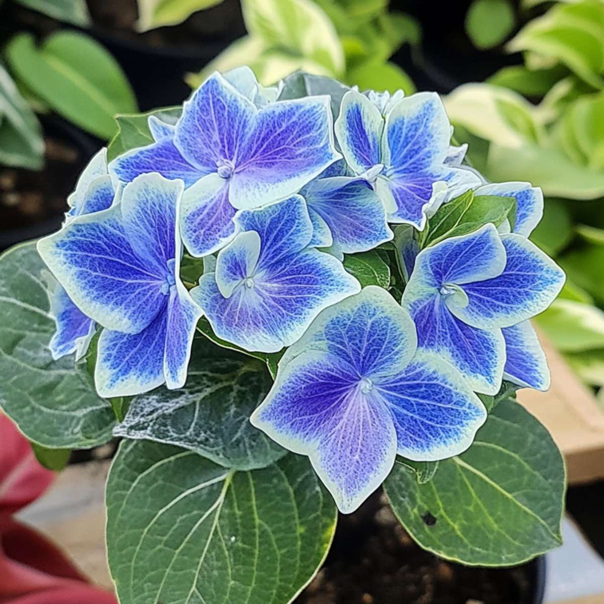 Hortensie zweifarbig 'Bavaria' - Blau - 3er-Set