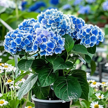 Hortensie zweifarbig 'Bavaria' - Blau - 3er-Set