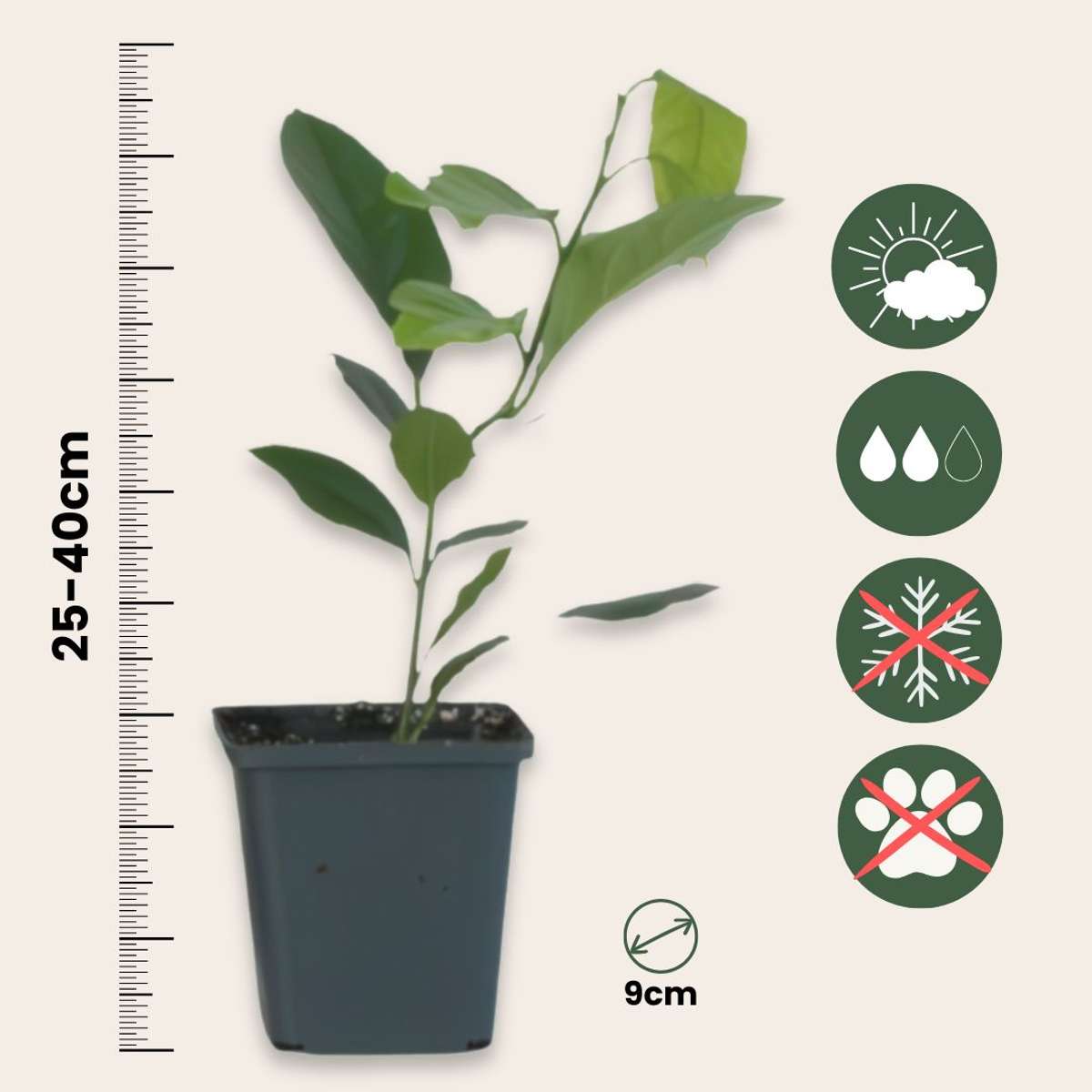 Citrus limon - 3 Stück - Zitronenbaum