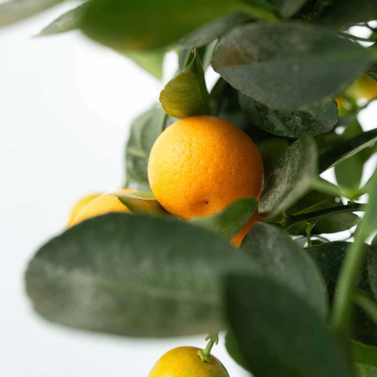 Citrus Calamondin - Zitrusbaum