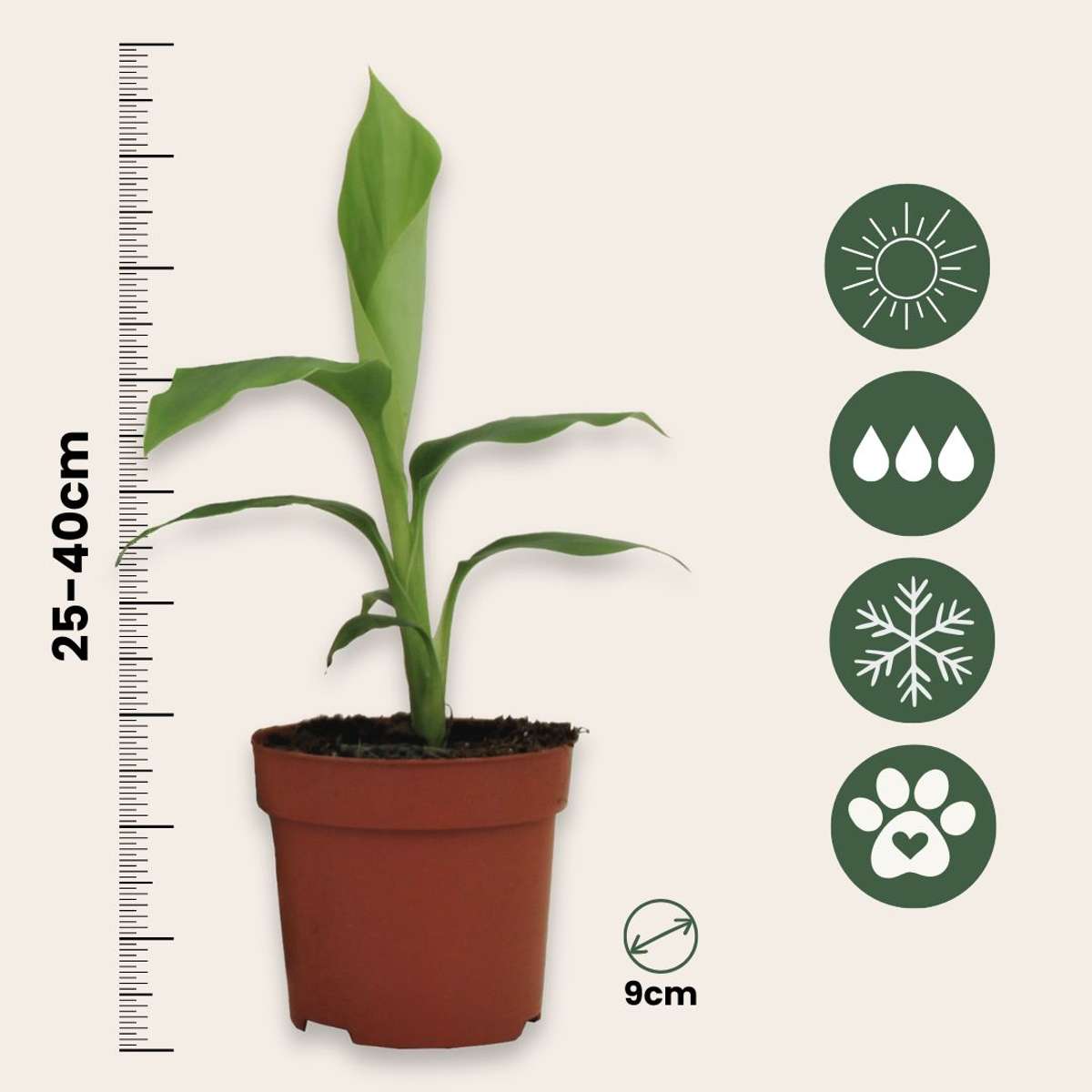 Musa Basjoo - 2er-Set - Bananenpflanze