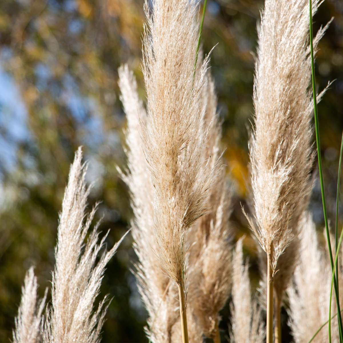 Cortaderia selloana - 3er-Set - Pampasgras - Weiß
