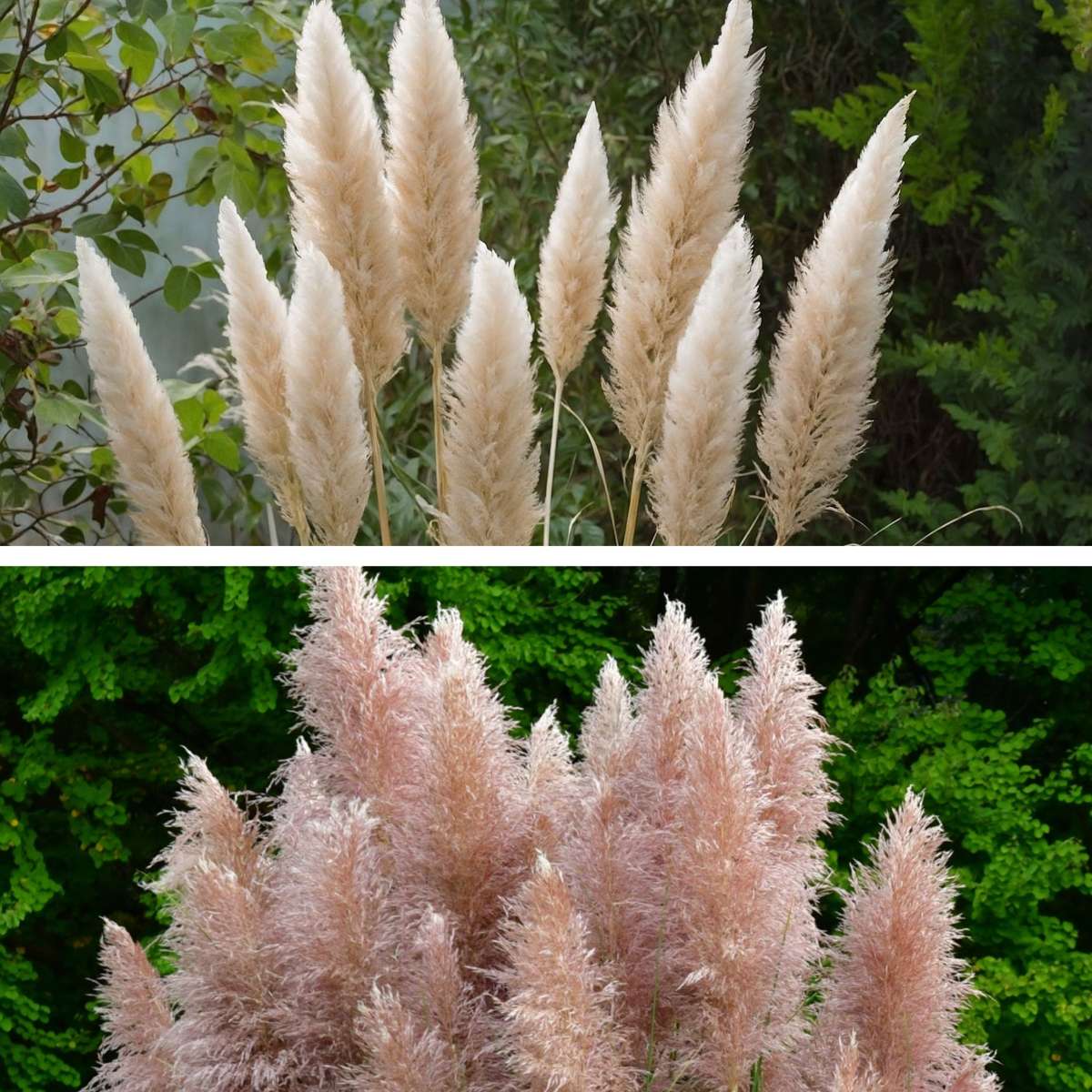 Cortaderia selloana - 6er-Mix - Pampasgras - Weiß, Rosa