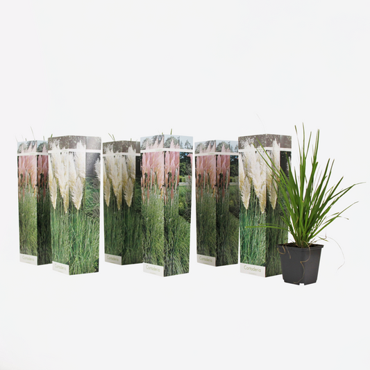 Cortaderia selloana - 6er-Mix - Pampasgras - Weiß, Rosa