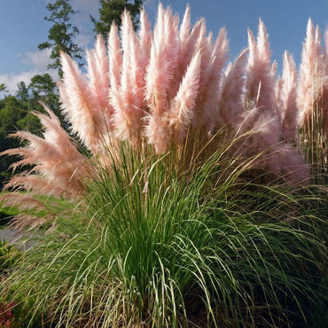 Cortaderia selloana - 3er-Set - Pampasgras - Rosa