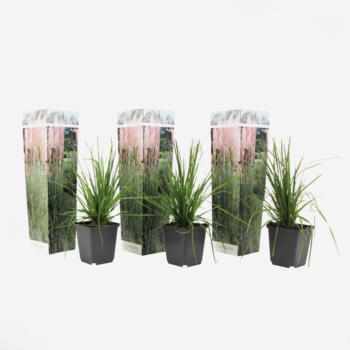 Cortaderia selloana - 3er-Set - Pampasgras - Rosa