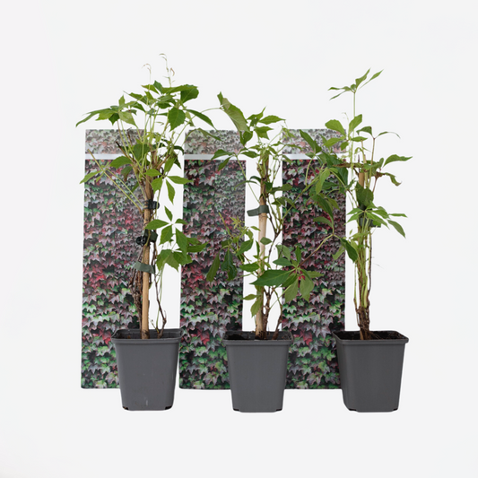 Parthenocissus 'Wild Vine' - 3er-Set