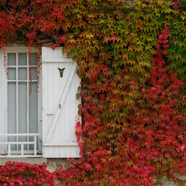 Parthenocissus 'Wild Vine' - 6er-Set