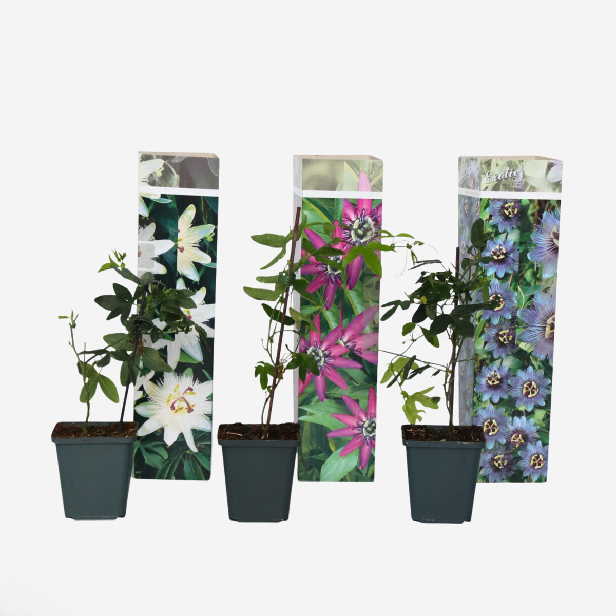 Passiflora - 3er-Mix - Passionsblume