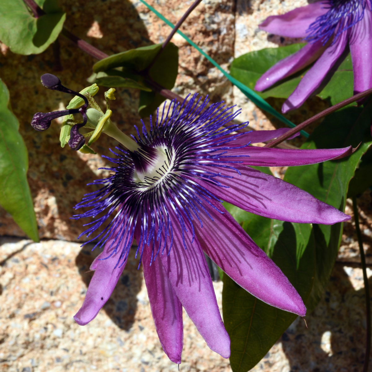 Passiflora - Mix van 6 - Passiebloem