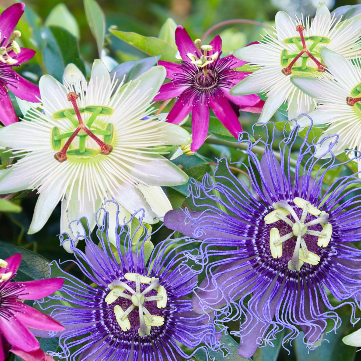 Passiflora - Mix van 6 - Passiebloem