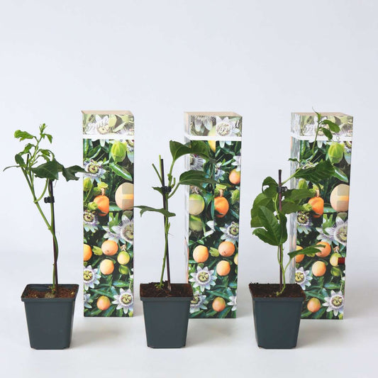 Passiflora Edulis klimplant - Set van 3 - Passiebloem