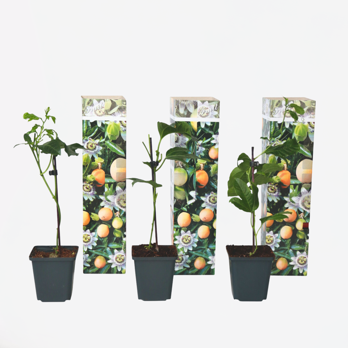 Passiflora Edulis klimplant - Set van 3 - Passiebloem