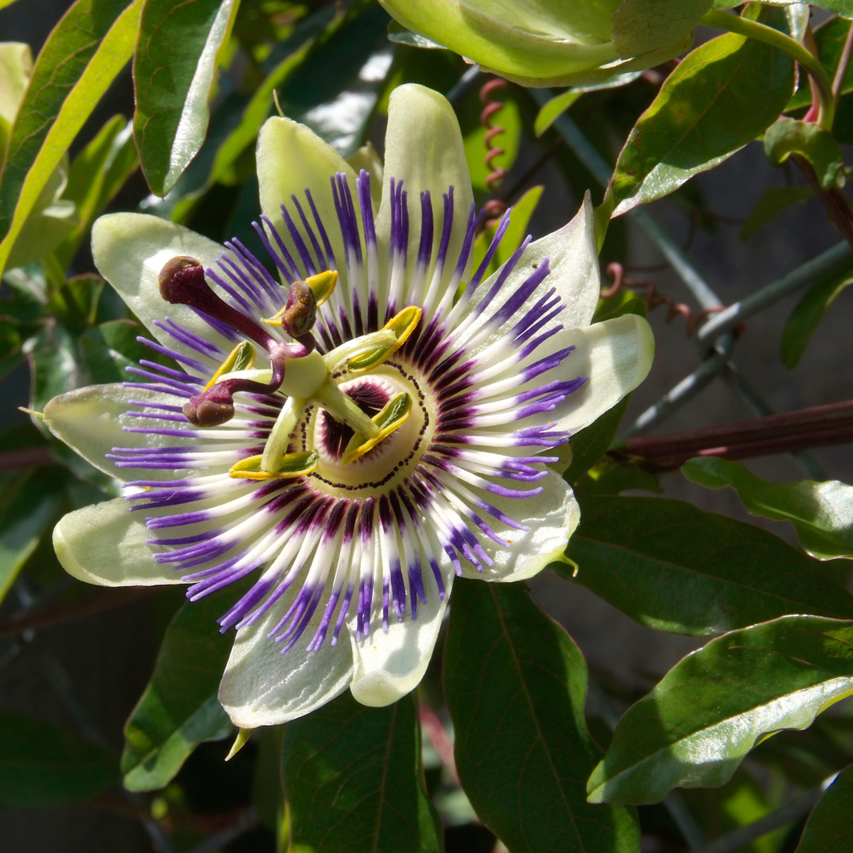 Passiflora Edulis klimplant - Set van 6 - Passiebloem