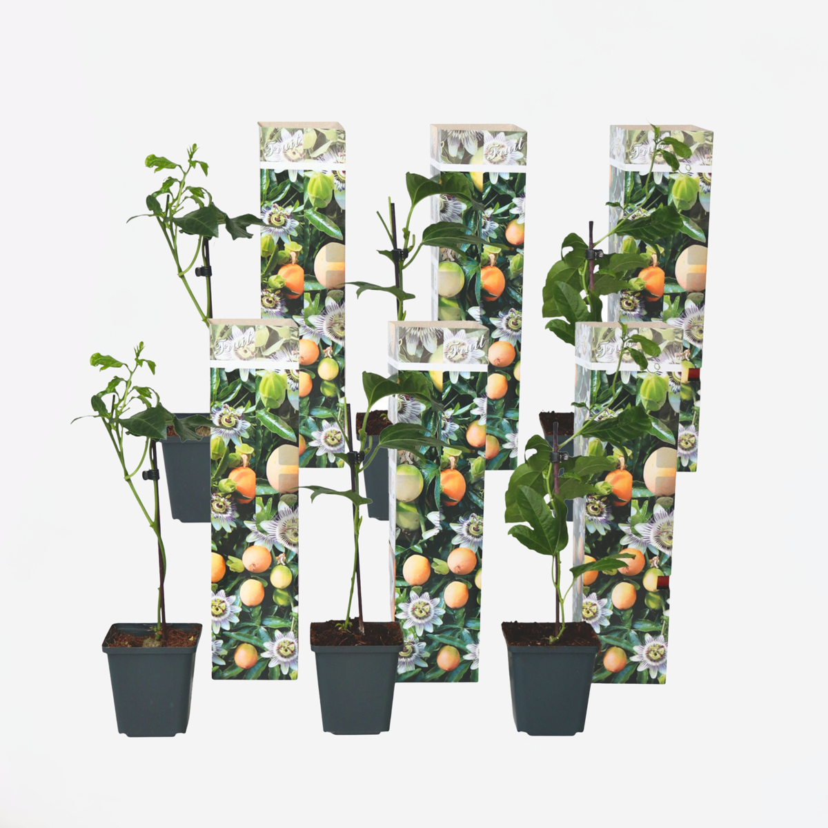 Passiflora Edulis klimplant - Set van 6 - Passiebloem