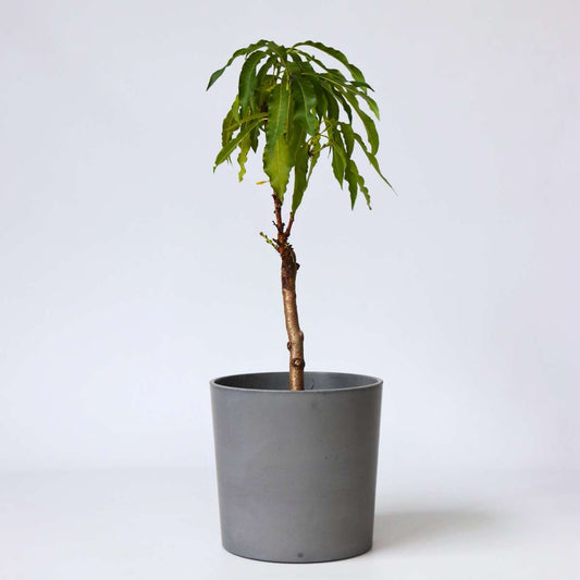 Prunus persica 'Bonanza' - Zwergpfirsichbaum