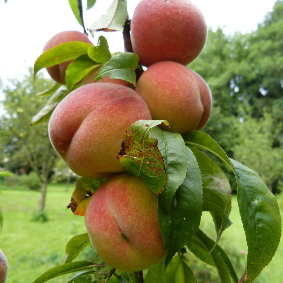 Prunus persica 'Bonanza' - Set van 2 - Dwergperzikboom