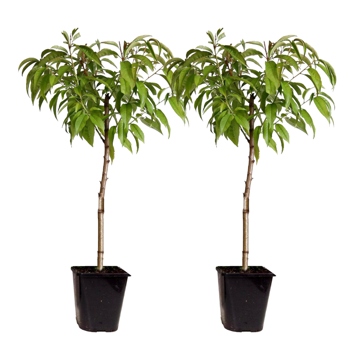 Prunus Bonanza en Saturne - 2 Stuks - Dwergperzik
