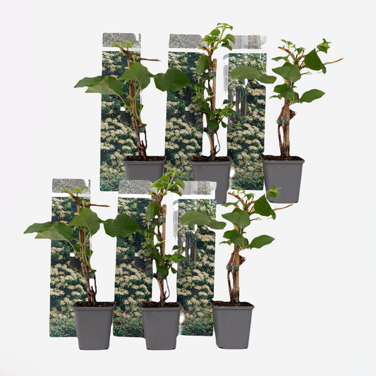 Hortensie 'Petiolaris' - 6er Set - Kletterhortensie