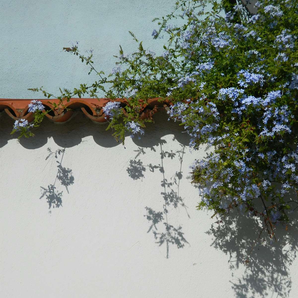 Plumbago auriculata 'Mannentrouw' - Set van 6