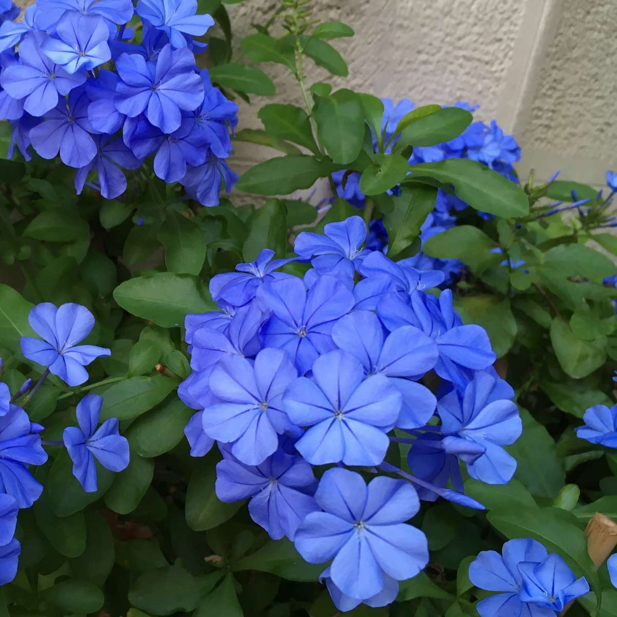 Plumbago auriculata 'Mannentrouw' - Set van 6