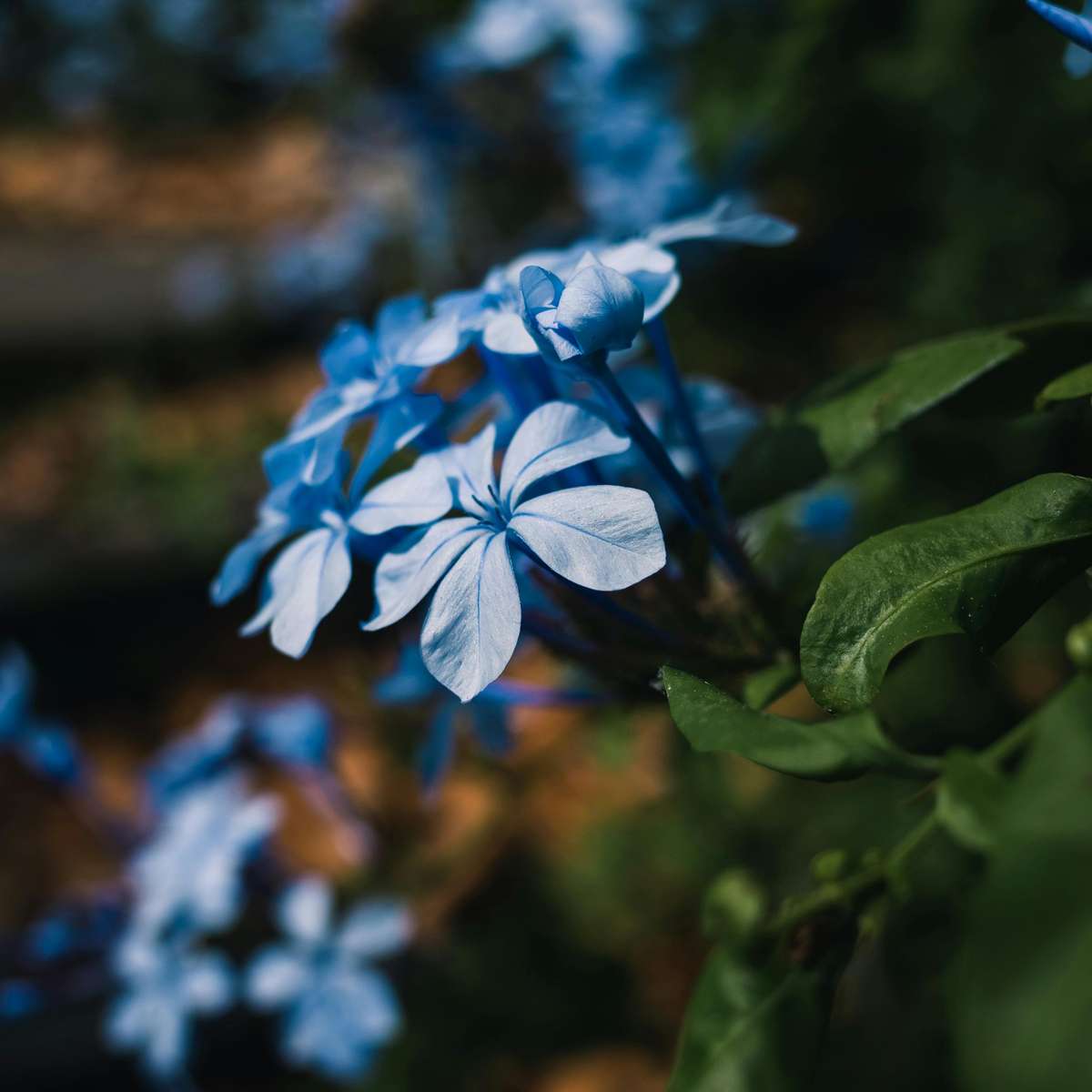 Plumbago auriculata 'Mannentrouw' - Set van 6
