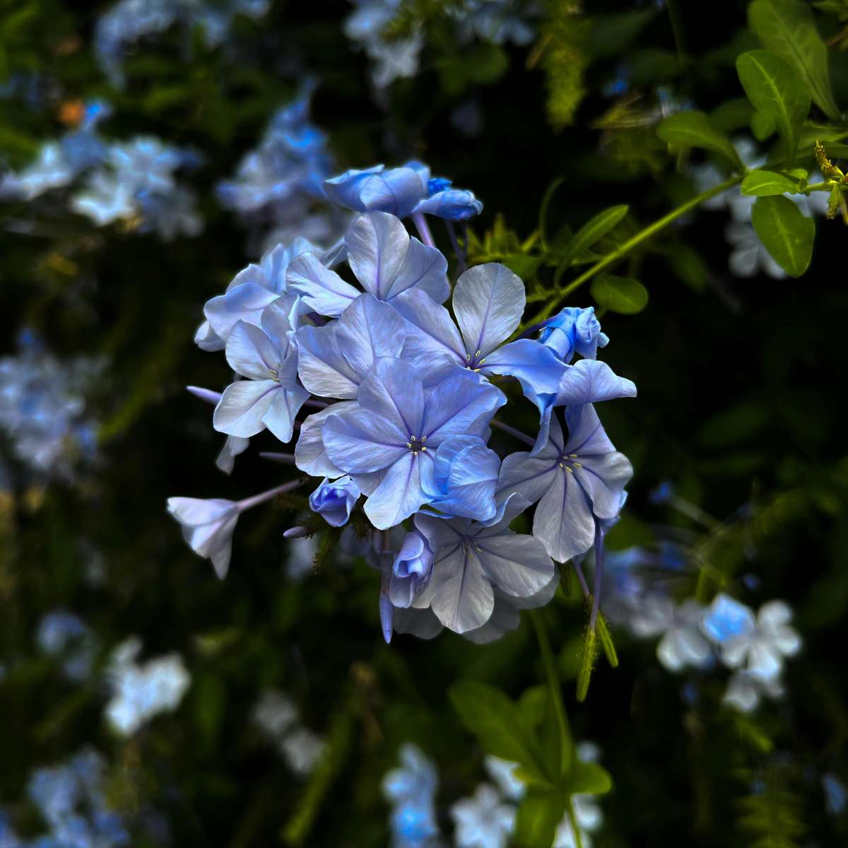 Plumbago auriculata 'Mannentrouw' - Set van 6