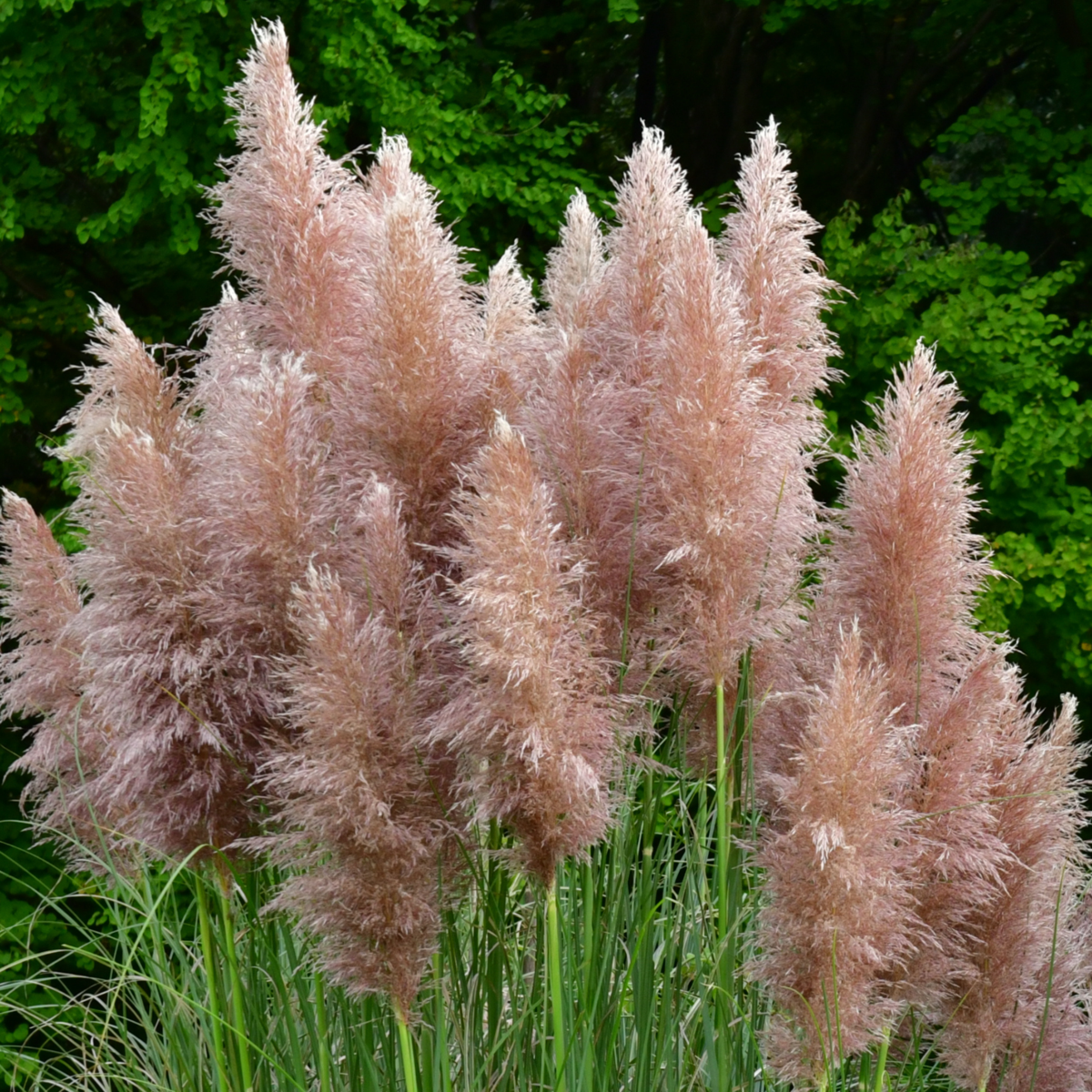 Cortaderia selloana - 6er-Mix - Pampasgras - Weiß, Rosa