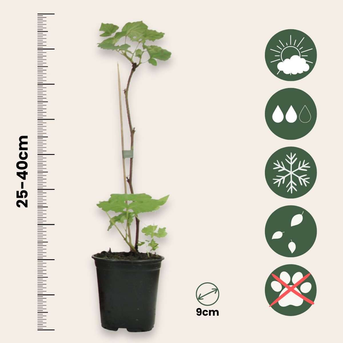 Frambozenplant - Set van 3 - Frambozenstruik