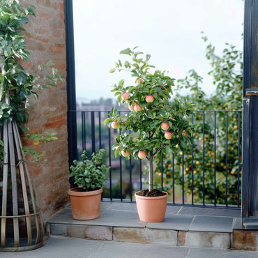 Apfelbaum 'Trio' - Malus