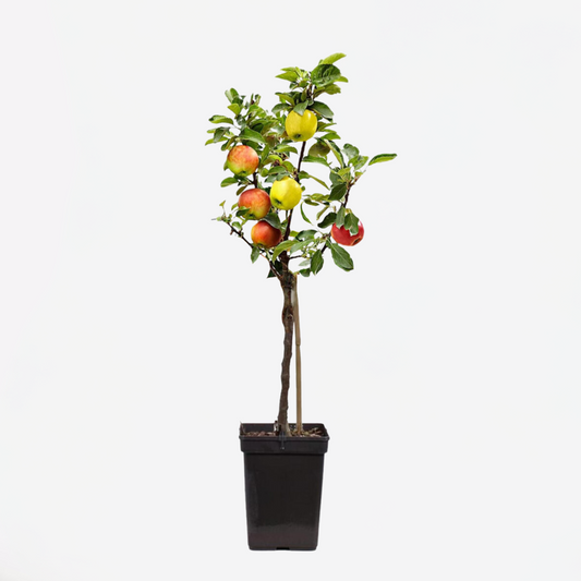 Apfelbaum 'Trio' - Malus