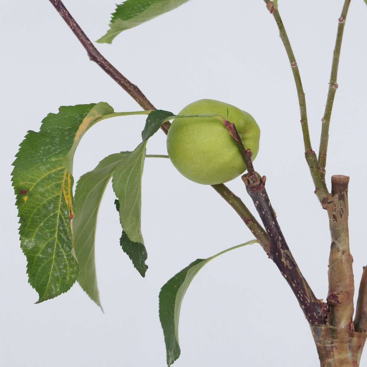 Apfelbaum 'Trio' - 2er-Set - Malus