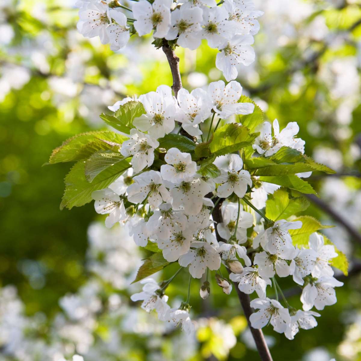 Apfelbaum 'Trio' - 2er-Set - Malus
