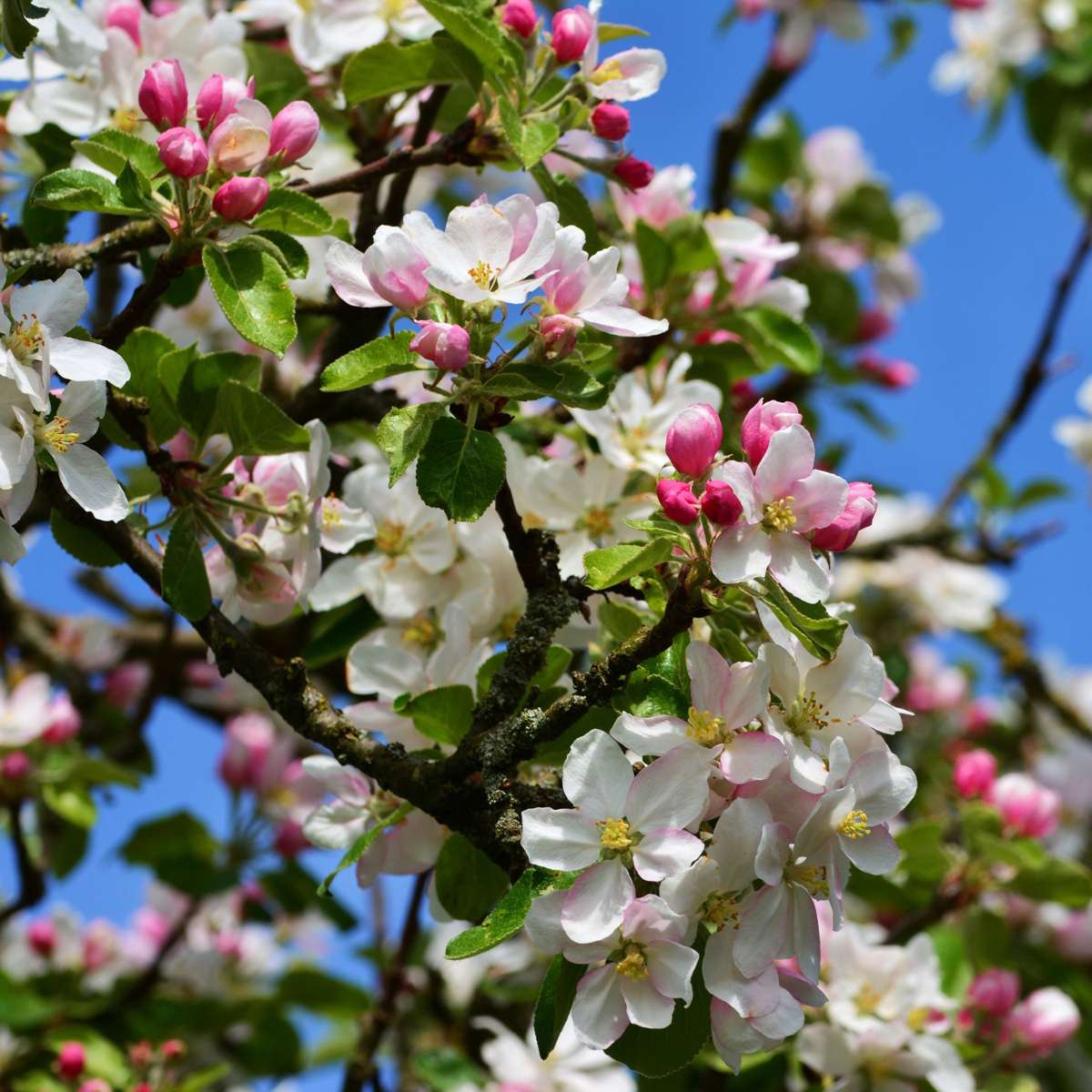 Apfelbaum 'Trio' - 2er-Set - Malus