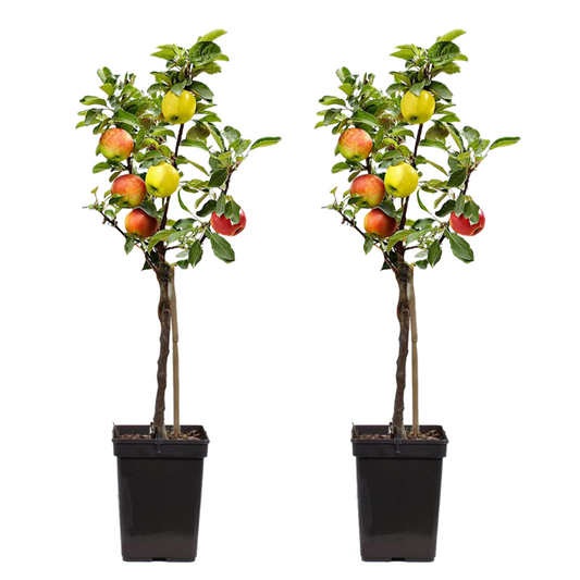 Apfelbaum 'Trio' - 2er-Set - Malus