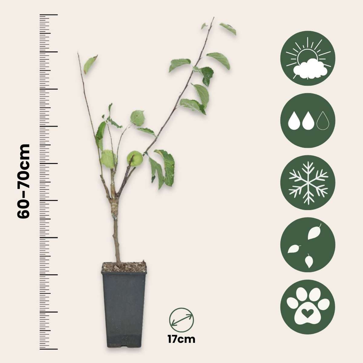 Apfelbaum 'Trio' - 2er-Set - Malus