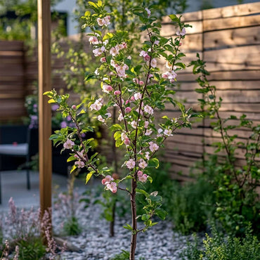 Prunus Persica 'Saturne' - Perzikboom