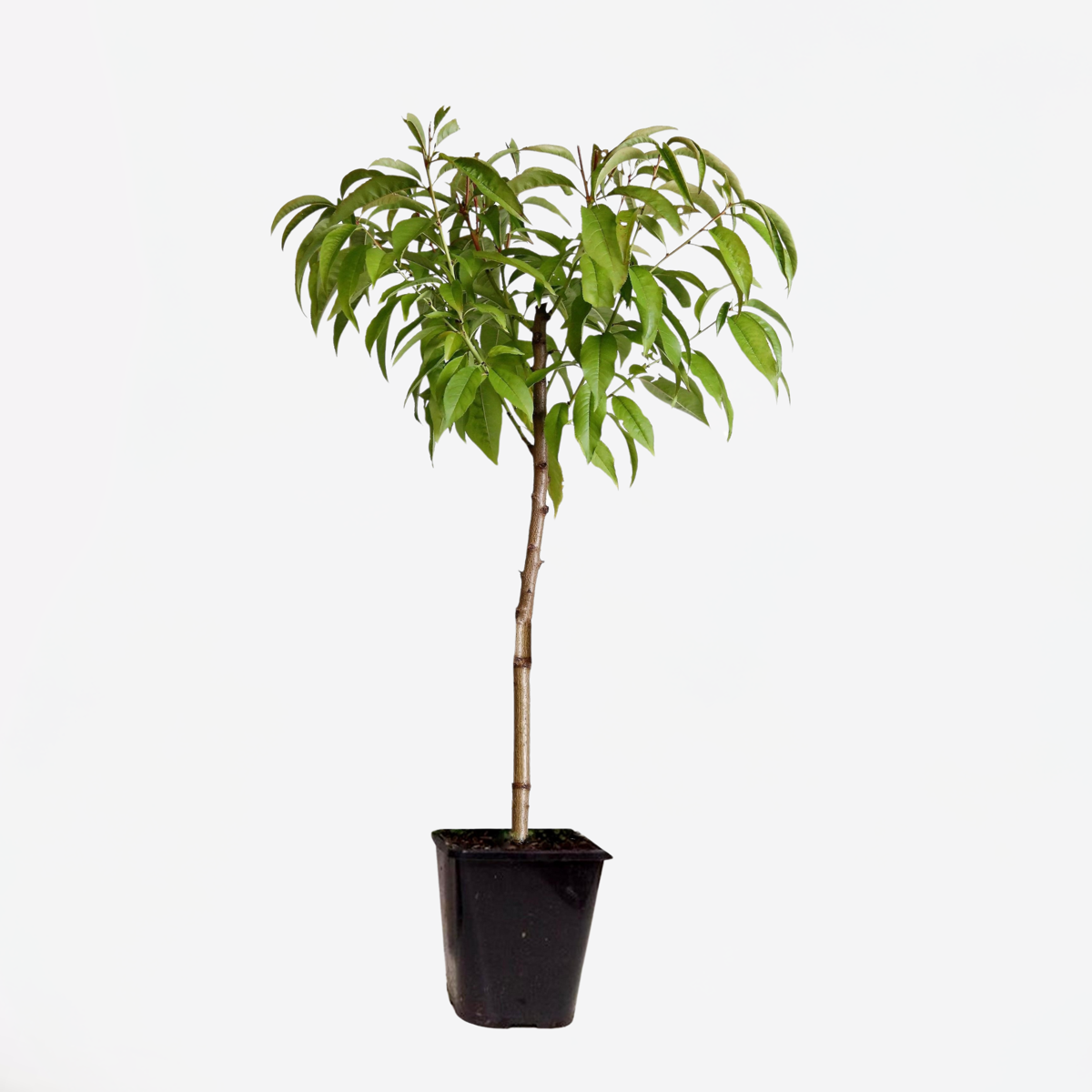 Prunus Persica 'Saturne' - Perzikboom