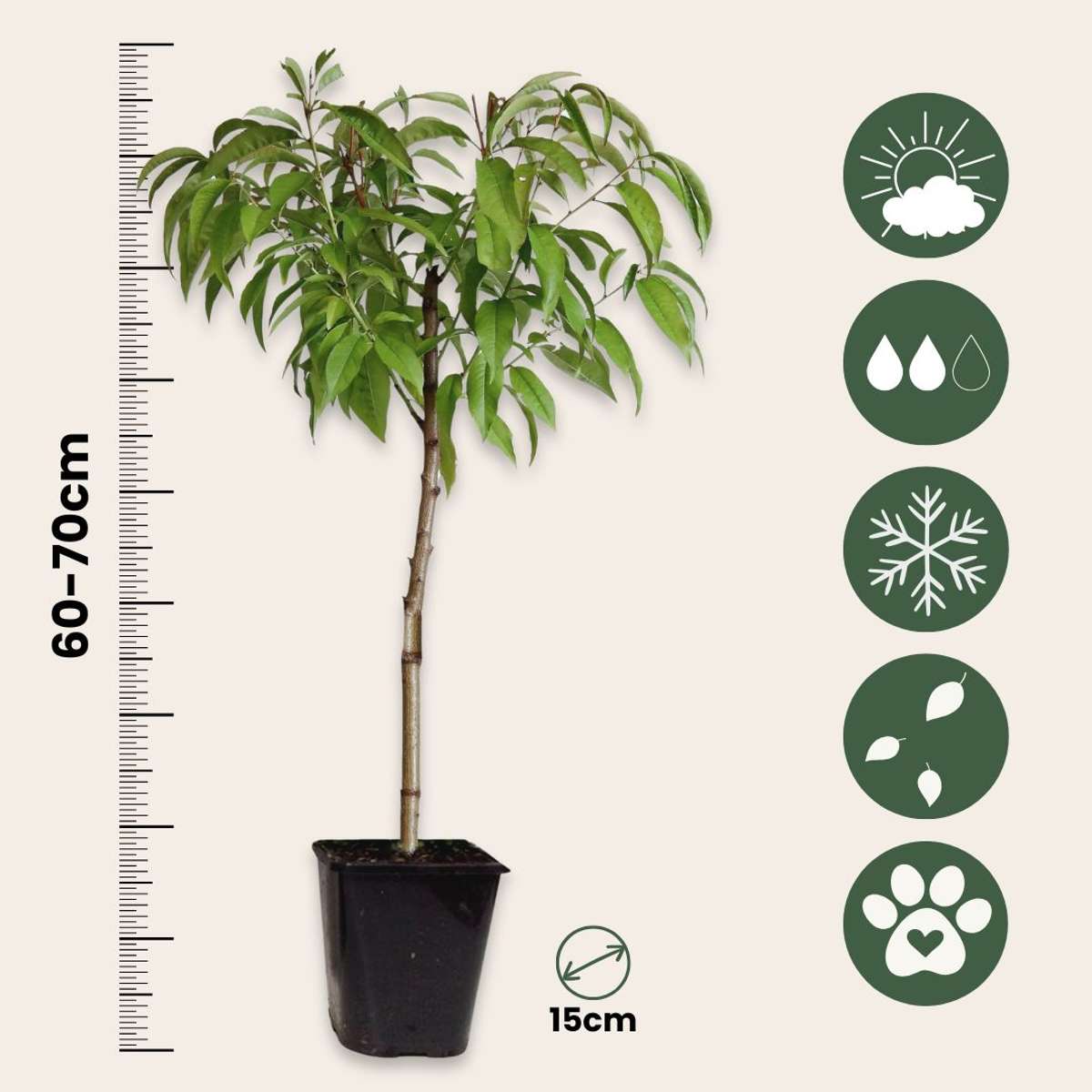 Prunus Persica 'Saturne' - Perzikboom