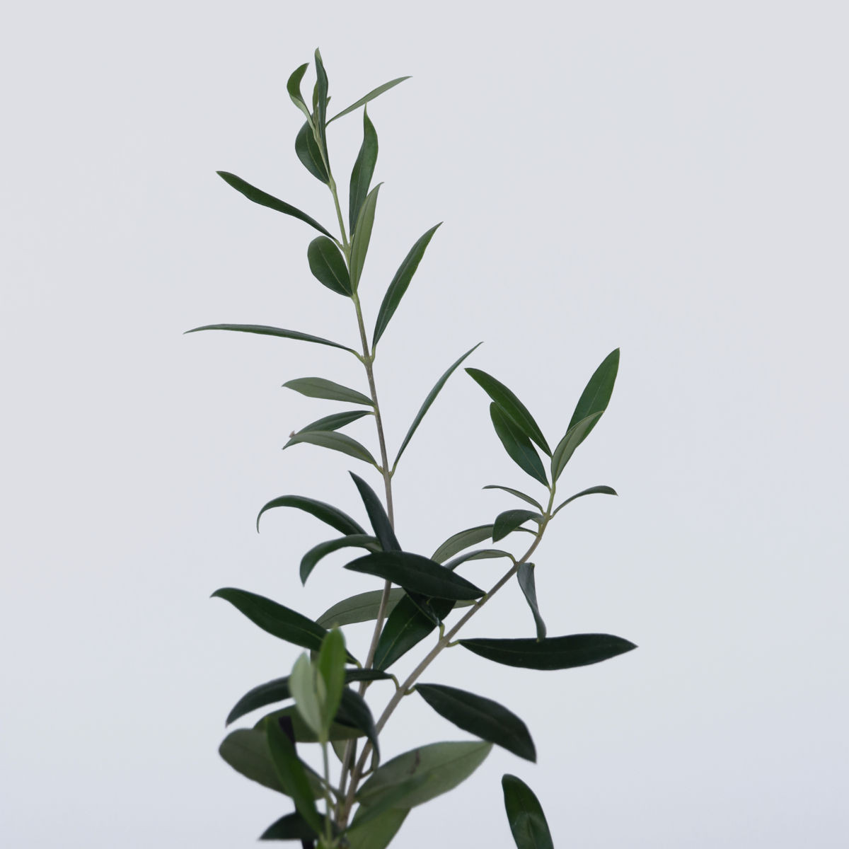 Olea Europaea - 2 Stück - Olivenbüsche