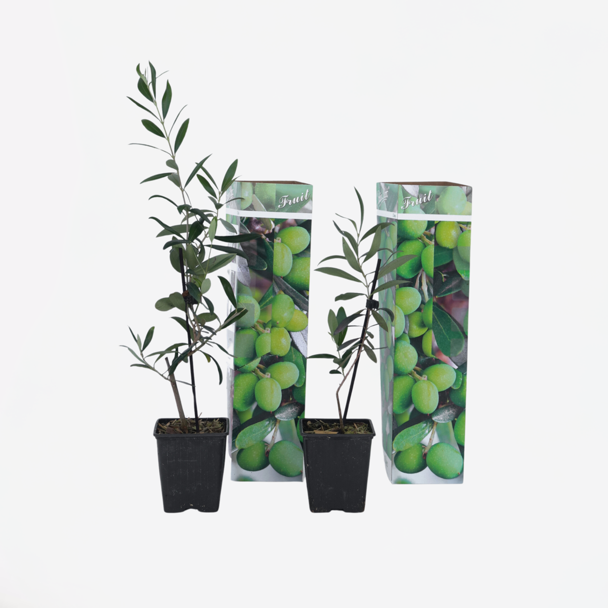 Olea Europaea - 2 Stück - Olivenbüsche