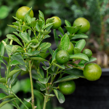 Citrus aurantifolia - 3er-Set - Lindenbaum