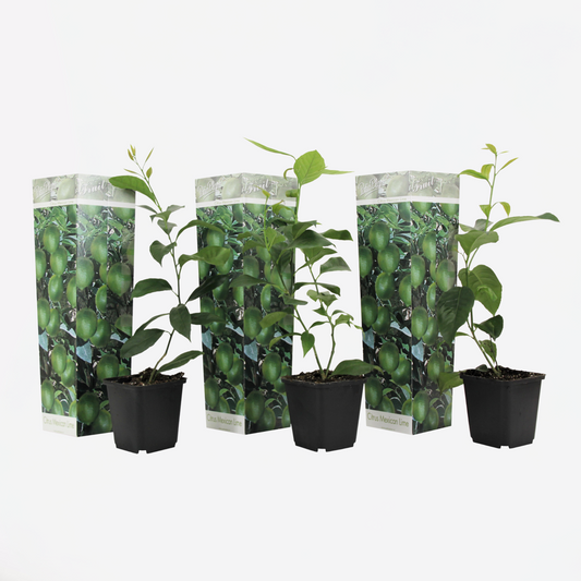 Citrus aurantifolia - 3er-Set - Lindenbaum